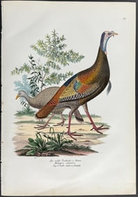 Schinz - Turkey. 99