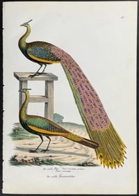 Schinz - Peacock. 92