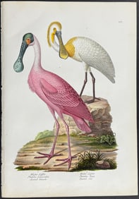 Schinz - Spoonbills. 112