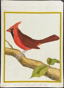 Buffon - Cardinal. 37