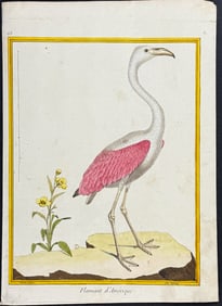 Buffon - Flamingo. 63
