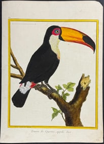 Buffon - Toucan. 82