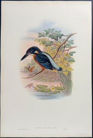 Gould - Great Alcedo Kingfisher