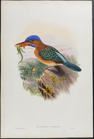 Gould - Hombron's Kingfisher