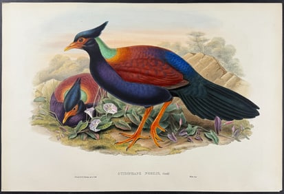 Gould - Otidiphaps