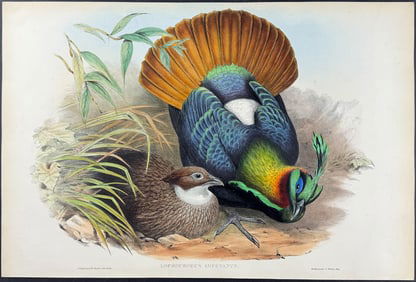 Gould - Monaul Pheasant
