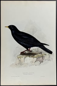 Gould - Alpine Chough