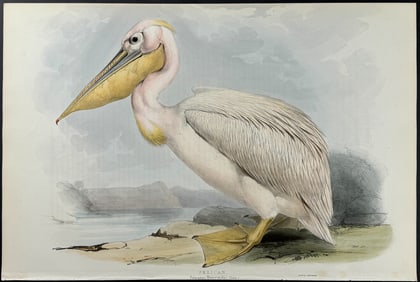 Gould - Pelican (by Edward Lear)