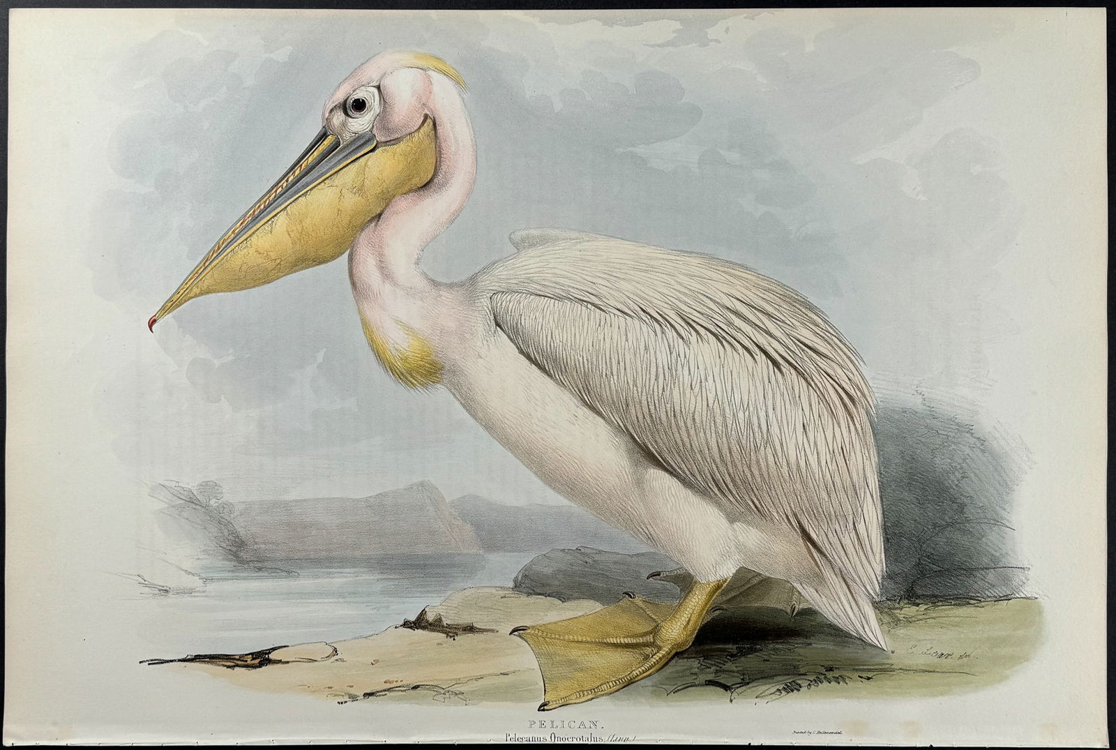 Gould - Pelican (by Edward Lear): This remarkable ornithology lithograph with hand-finished color is from the esteemed John Gould?s The Birds of Europe. The work was published in London between 1832 and 1837. John Gould created nearly