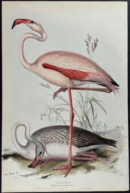 Gould - Flamingo (by Edward Lear)
