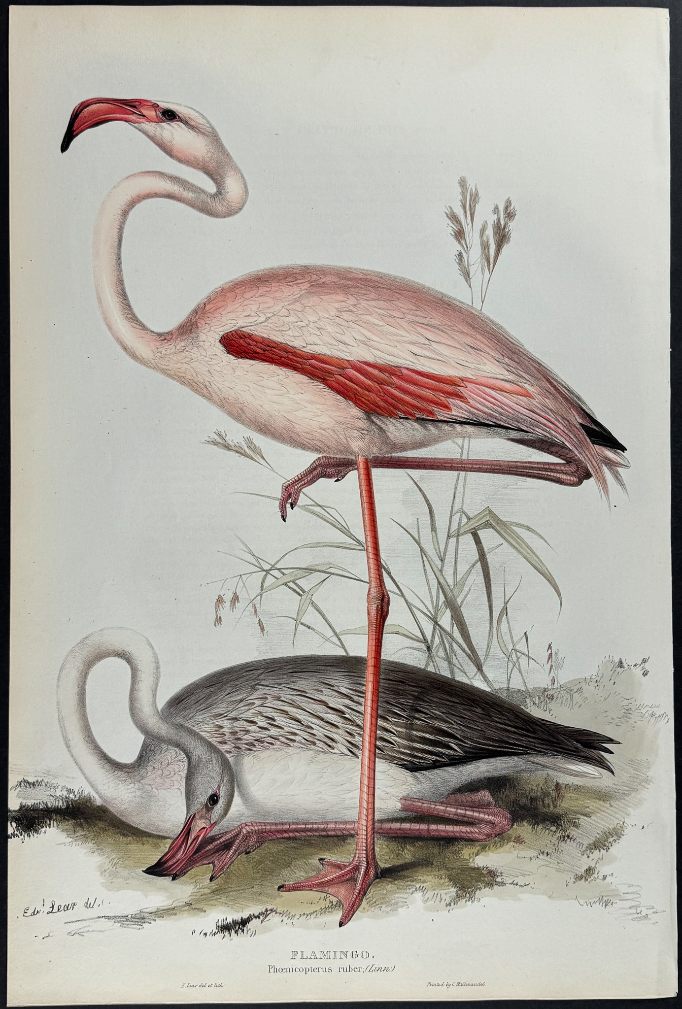 Gould - Flamingo (by Edward Lear): This remarkable ornithology lithograph with hand-finished color is from the esteemed John Gould?s The Birds of Europe. The work was published in London between 1832 and 1837. John Gould created nearly