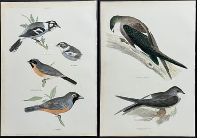 Diggles - 12 Lithographs of Australian Birds