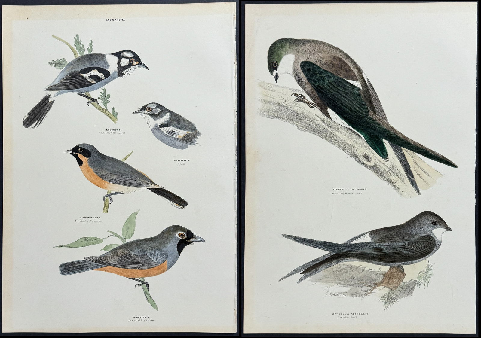 Diggles - 12 Lithographs of Australian Birds