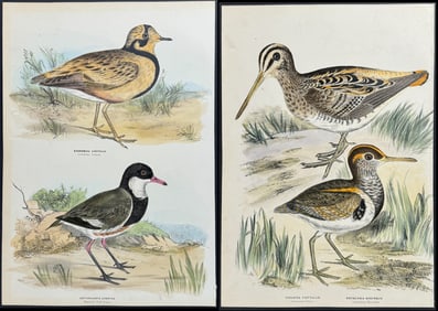 Diggles - 8 Lithographs of Australian Birds
