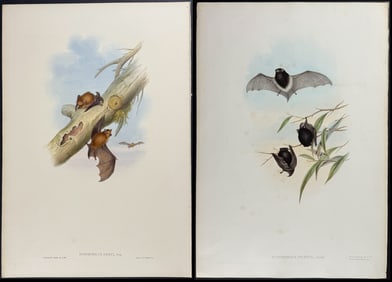 Gould, Australia - Pair of Bat Lithographs
