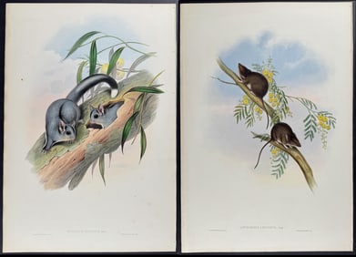 Gould, Australia - 4 Mammal Lithographs