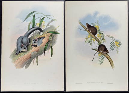 Gould, Australia - 4 Mammal Lithographs: Included in this lot: Thick-tailed Dromicia Pigmy Acrobates Stripe-tailed Belideus White-footed Antechinus Description of the work: This remarkable, originally hand-colored folio lithograph is from Jo
