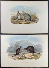 Gould, Australia - Pair of Wallaby Lithographs