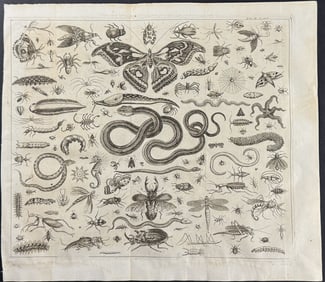 Zahn - Butterfly, Moth, Snakes, Insects, Spiders, Seahorse, Beetle
