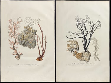 Knorr, Folio - 8 Engravings of Coral or Sea Life & Frontispiece