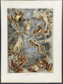 Haeckel - Frog or Toad Life Cycle; Batrachia. 68