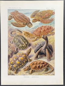 Haeckel - Turtles; Chelonia. 89