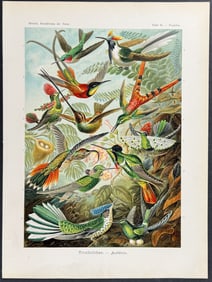 Haeckel - Hummingbirds; Trochilidae. 99