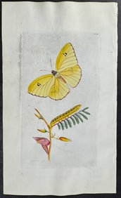 Shaw & Nodder, On Vellum - Eubule Butterfly Metamorphosis. 1018