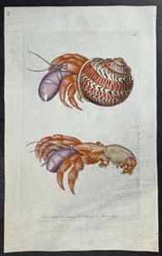 Shaw & Nodder, On Vellum - Diogenes Crab. 160