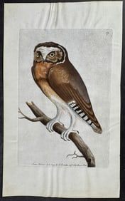 Shaw & Nodder, On Vellum - White-fronted Owl. 171