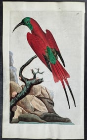 Shaw & Nodder, On Vellum - Superb Bee-Eater. 78