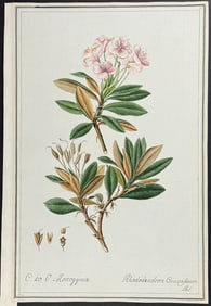 Original Watercolor of Georgian Snow Rose (Rhododendron Caucasicum) after Herz (according to