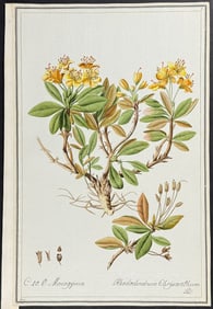 Original Watercolor of Rhododendron (Rhododendrum Chrysanthum) after Herz (according to Linnaeus