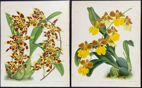 Warner - 4 Orchid Lithographs