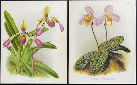 Warner - 4 Lady's Slipper Orchid Lithographs