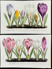 Van Houtte - Pair of Crocus Prints