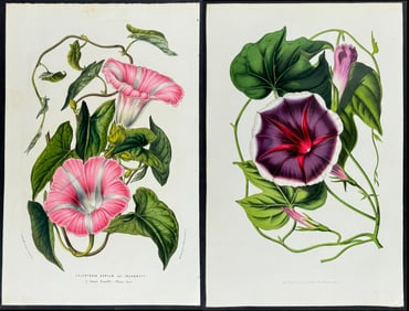 Van Houtte - 5 Bindweed or Morning Glory Prints
