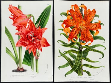 Van Houtte - 6 Lily Prints