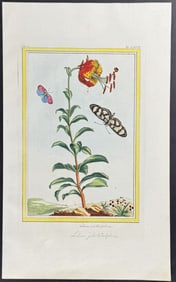 Buchoz - Prairie or Wood Lily. 67