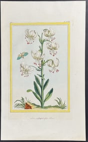 Buchoz - Lily & Moth. 70