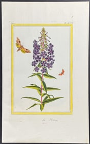 Buchoz - Botanical & Moth. 96