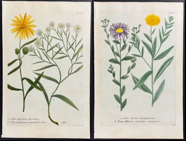Weinmann - 6 Aster Engravings