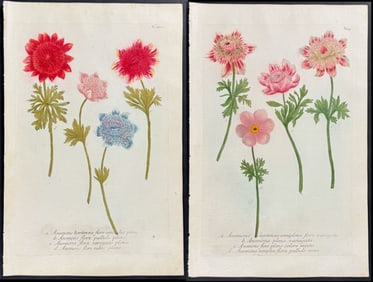 Weinmann - 4 Anemone Engravings