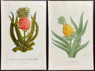Weinmann - 4 Pineapple Engravings