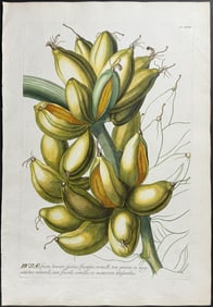 Trew - Banana. 23
