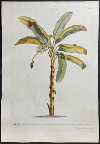 Trew - Banana Tree. 21