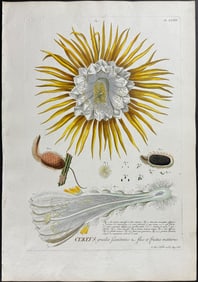 Trew - Cactus. 32