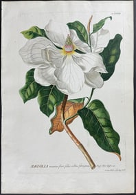 Trew - Magnolia. 33