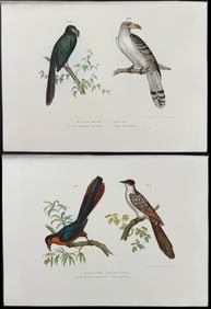 Fitzinger - 4 Bird Prints