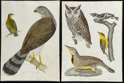 Wilson - 4 Bird of Prey Engravings